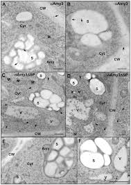 Amyloplast is a type of plastid in plant cells that store and synthesize starch from glucose. Sp Dependent Localization Of Aamy3 In The Amyloplasts And Cell Walls Of Download Scientific Diagram