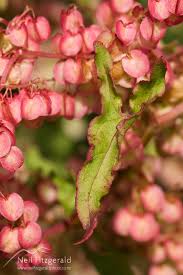 Image result for Rumex sagittatus