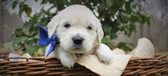 You will find golden retriever dogs for adoption and puppies for sale under the listings here. Goldendoodle And Golden Retriever Puppies By Golden Miracles English Cream Retrievers And American Golden Retriever Puppies