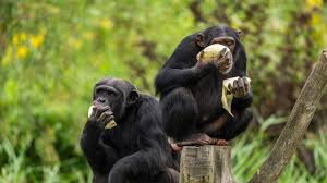 Image result for Lasiodiscus pervillei