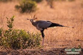 25 secretary bird facts (sagittarius serpentarius) africa's snake stomper. Secretary Bird Sabi Sabi Private Game Reserve Blog