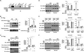 Enjoy the lovely gas fireplace and the large covered deck. Muscle A Kinase Anchoring Protein B Bound Calcineurin Toggles Active And Repressive Transcriptional Complexes Of Myocyte Enhancer Factor 2d Journal Of Biological Chemistry