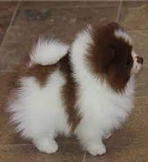 Attachée haut et de longueur moyenne, très touffue, dressée dès sa racine. Mini Chien 40 Petites Boules De Poils A Croquer Spitz Nain Chien Chiot Trop Mignon
