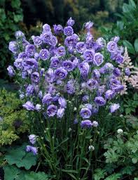 Campanula Persicifolia La Belle Campanula Flowers Purple Plants Flowers Perennials