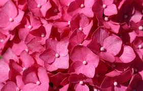 We did not find results for: Wallpaper Nature Flower Pink Hydrangea Flora To Bloom In The Summer Images For Desktop Section Cvety Download