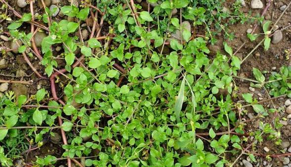 Common chickweed | CALS
