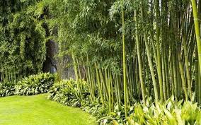 The idea of growing bamboo sparks both intrigue and fear in gardeners. Tips For A Low Maintenance Bamboo Backyard Weather Stationary