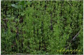 Image result for Galium chloroionanthum