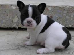 Blue taşıyıcı french bulldog yavrular izmir. 55 French Bulldog Black And White Female L2sanpiero