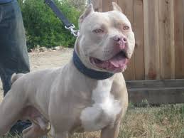 Pitbull puppies puppies for sale. Pitbull Kennels Near Me Pitbull Puppies