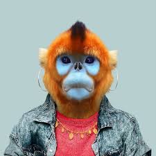 Image result for FUNNY IMAGES OF MONKEYS IN HUMAN FORM