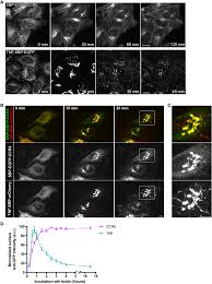 That several other genes can perform the same function.'4. Targeting Ccr5 Trafficking To Inhibit Hiv 1 Infection Science Advances