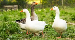 We did not find results for: The Top 7 Reasons To Consider Raising Geese In Backyard Flocks