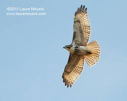 Which birds are considered birds of prey? Juvenile Red Tailed Hawk In Flight Tagged Photos Laura Meyers Nature Photograpylaura Meyers Nature Photogr Juvenile Red Tailed Hawk Red Tailed Hawk Tag Photo