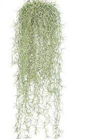 6 Gallons Live Spanish Moss Please Read Description Etsy In 2021 Spanish Moss Moss Decor Artificial Plant Wall
