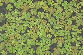Image result for Marsilea minuta