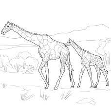 100% free silly animals coloring pages. Mother And Baby Giraffe Coloring Page Baby Elephant Drawing Coloring Pages Elephant Drawing