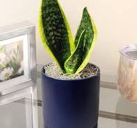 Sansevieria Snake Plant Dwarf Houseplant