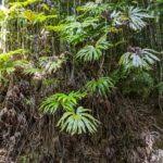 Davallia repens is also a good small plant. Davallia Parvula Ferns And Lycophytes Of The World