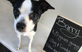 You can either bring the pet home, care for it yourself, look after it and have it under your presence. Pet Rescues Coyne Veterinary Center In Crown Point In