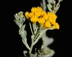 Image result for Pentzia incana