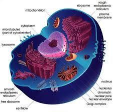 Cells are one of the important building blocks of living organisms. 15 Cell Structure Ideas Cell Structure Cell Eukaryotic Cell
