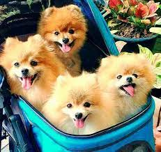 Image Result For I Love Pomeranians Pomeranian Puppy World Cutest Dog Puppies