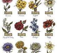 A guide to birth month flowers — Sweetellabella