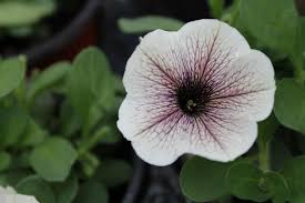 Pin On Pretty Flowers