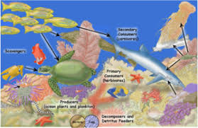 An increase in the release of sewage into the marine environment tends to lead to a. Peace For Coral Reefs Oceanbites