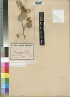 Image result for Grewia arborea