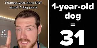 But it is not true that one dog year is equivalent to 7 human years. How Old Is Your Dog In Human Years A Veterinarian On Tiktok Weighs In