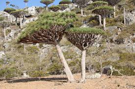 Image result for Dracaena camerooniana