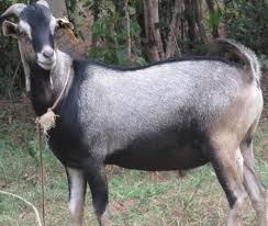 Goat breeds (especially dairy goats) are some of the oldest defined animal breeds. Alpine Goat Farming Information Guide Goat Farming