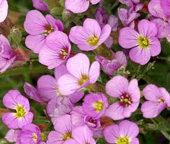 Image result for Arabis alpina