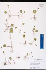 Image result for Hypertelis umbellata