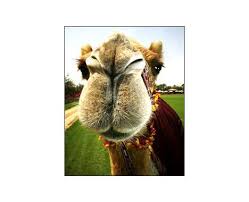 Mons pubis) is mostly made up of fat, so it is possible to lose weight in your pubic area, explains dr. 14 Camel Innovations