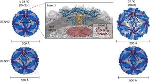 Dengue cure at home apk we provide on this page is original, direct fetch from google store. Conformational Changes In Intact Dengue Virus Reveal Serotype Specific Expansion Nature Communications