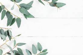Eucalyptus Leaves On White Background Frame Made Of Eucalyptus Leaf Background Free Background Photos White Background Photo