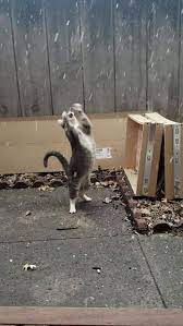Maybe you would like to learn more about one of these? Pet Medical Center Of Springfield Home Facebook