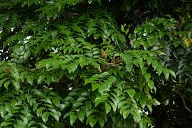 Image result for Erythrophleum