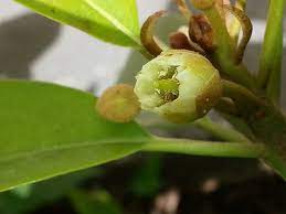 Anyway, heres 2 pics, the one with little fruit has 9 fruits which i will take 1 off of each branch. My Chikoo Sapodilla Is Flowering