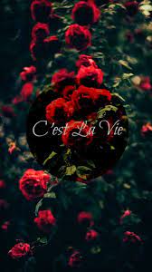 C'est la vie rose 2015. C Est La Vie Rose Iphone Wallpaper Quote Elvis Quotes Wisdom Quotes Inspiration Quote Of The Week