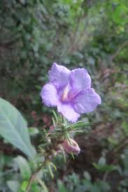 Image result for Kotschya strobilantha