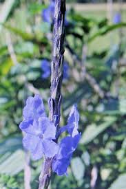 Image result for Stachytarpheta cayennensis