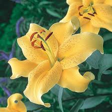 Check spelling or type a new query. Buy Golden Stargazer Lily At Michigan Bulb In 2021 Stargazer Lily Oriental Lily Beautiful Flowers