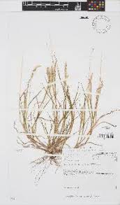 Image result for Anthephora