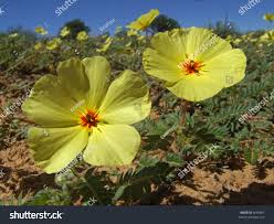 Image result for Tribulus zeyheri