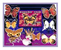 Image result for Bolusiella talbotii