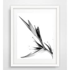 Black And White Bird Of Paradise Flower Tattoo Bird Of Paradise Print Botanical Print Printable Plant Minimalist 7 Liked On Poly Bird Of Paradise Tattoo Birds Of Paradise Flower Birds Of Paradise
